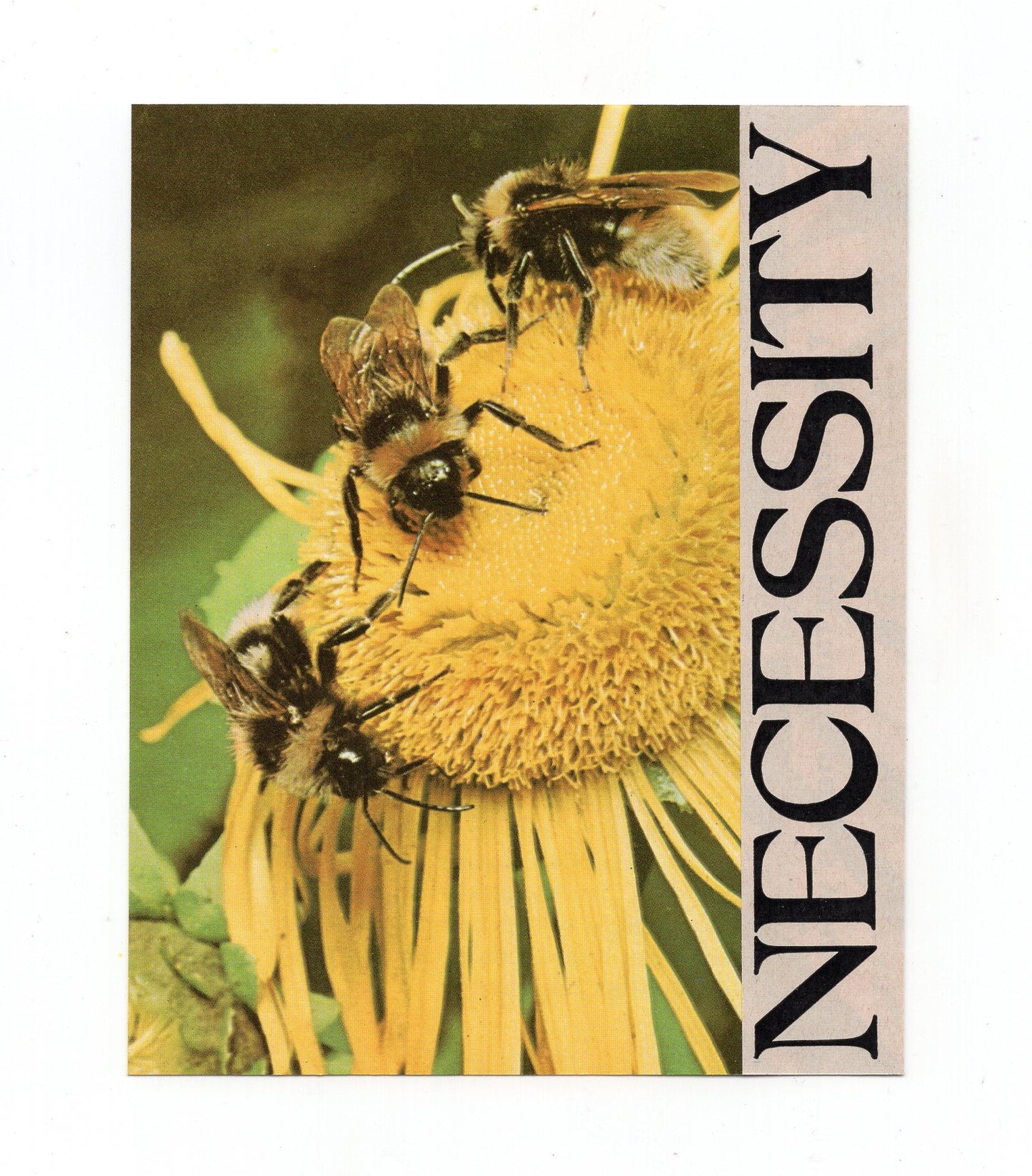 DAISY CHAIN COLLECTIVE PRINT